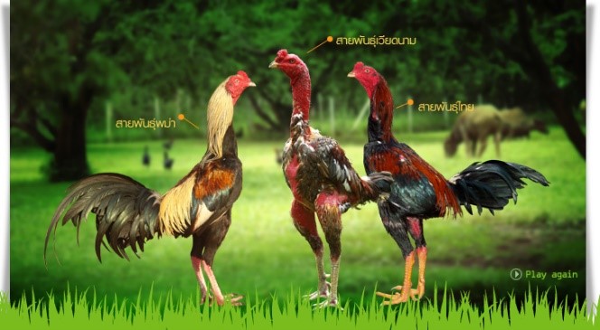 ไก่