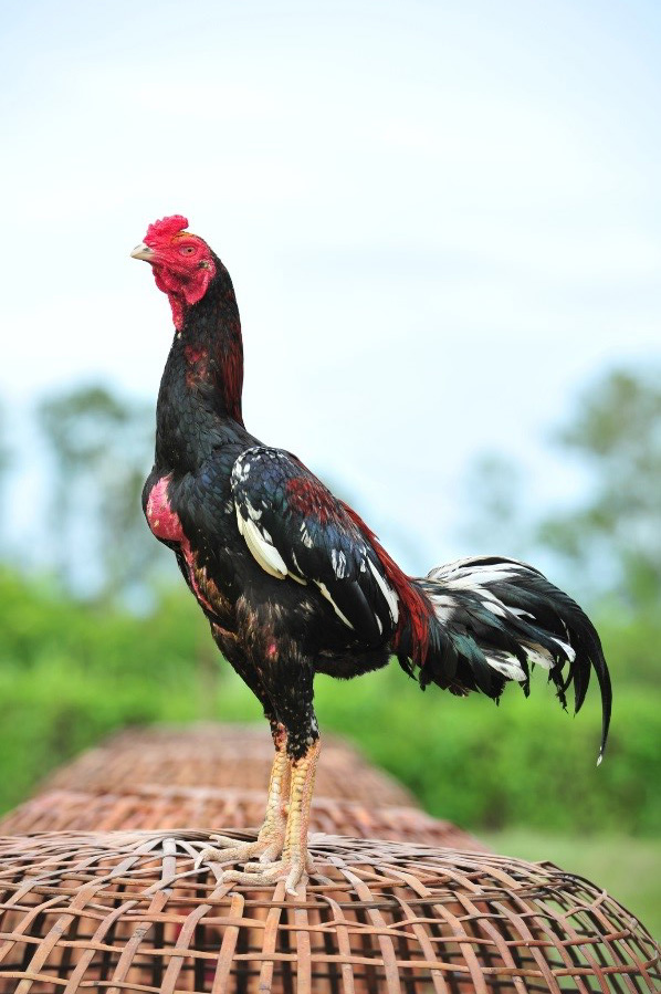 Selection of parent-breeding chickens