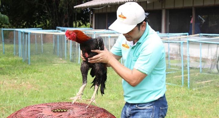 การคัดเลือกไก่พ่อ-แม่พันธุ์