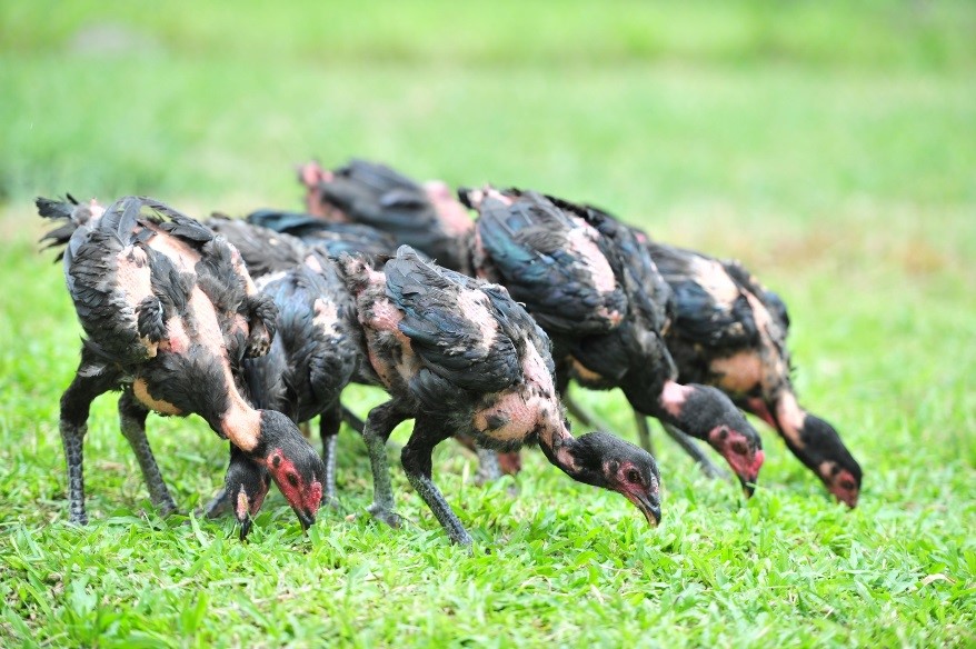 Selection of young chickens - young chickens