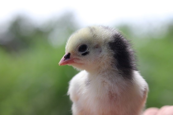 Newborn chicken