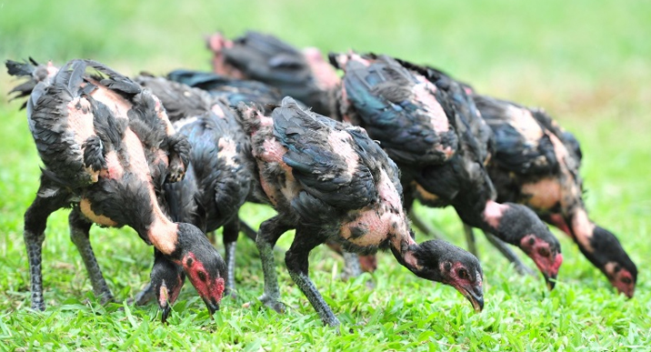 Selection of young chickens -chickens