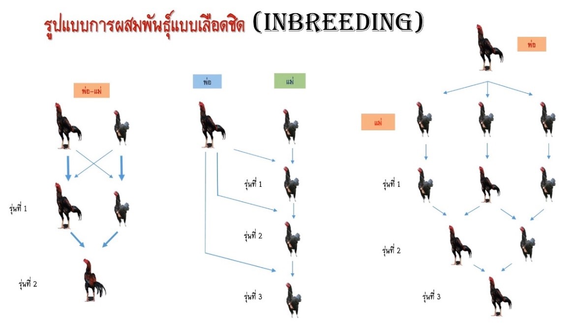 Breeding system