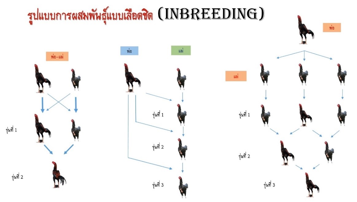 การผสมพันธุ์แบบเลือดชิด (Inbreeding)