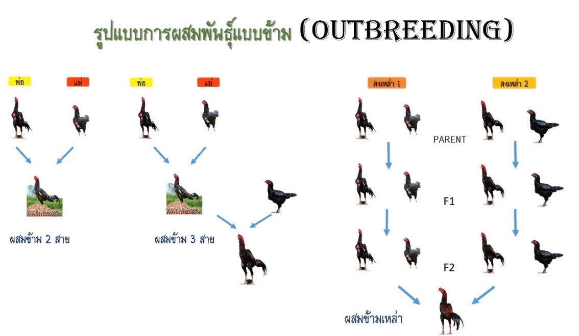 การผสมข้าม (Outbreeding)