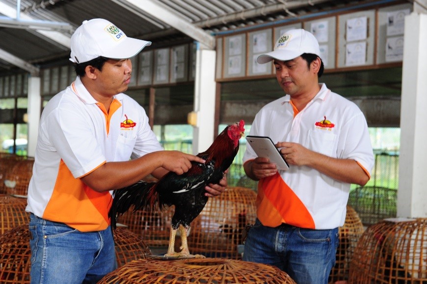 การตรวจสุขภาพไก่พ่อแม่พันธุ์