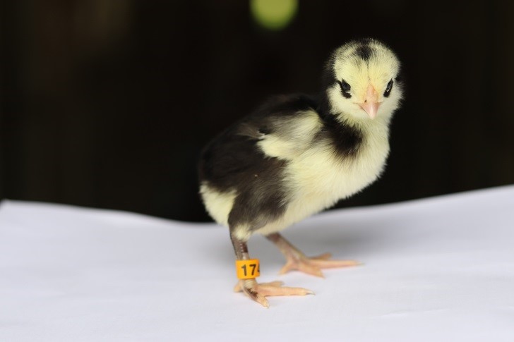 Chicks put leg numbers