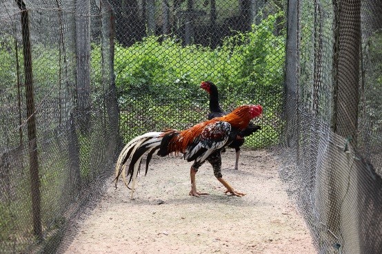 การตรวจสุขภาพไก่พ่อแม่พันธุ์