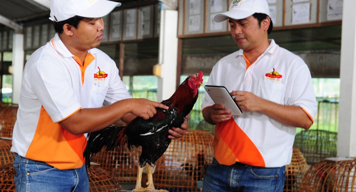 Health check of breeder chickens