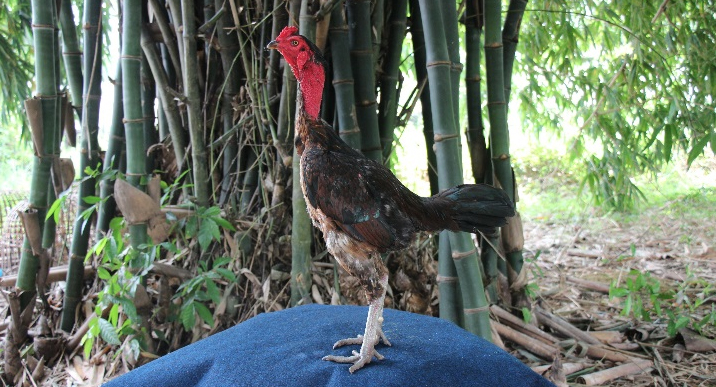 Raising young chickens