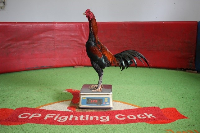 Chicken weighing (Digital scales)