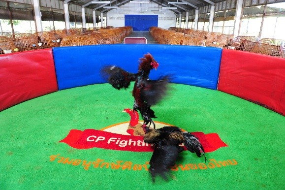 Chicken Wrestling Arena