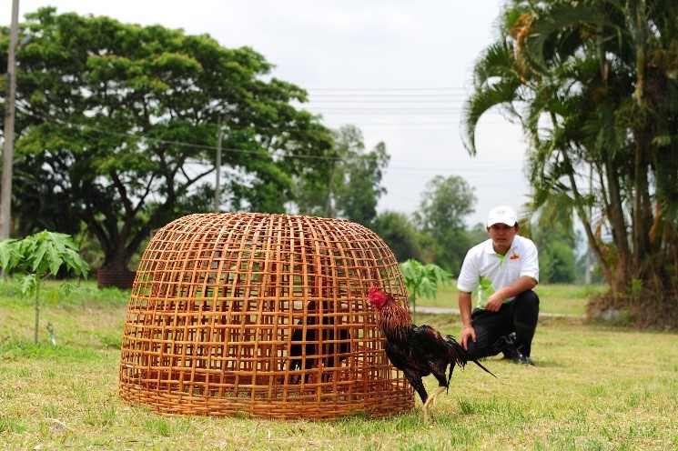 Chicken Wrestling Arena