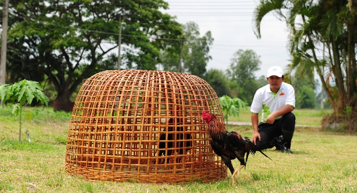 Breeding test chickens