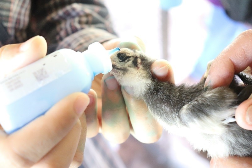 Vaccination by eye drops