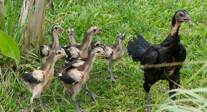 The disease is most common in cock fighting and treatment