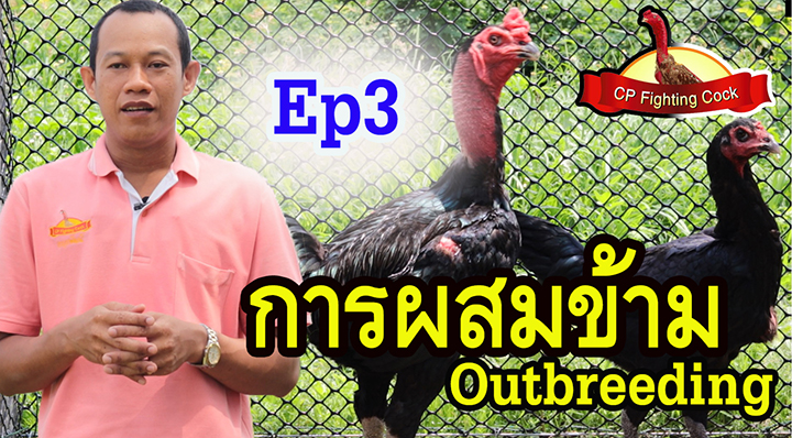 Ep.3 การผสมข้าม Outbreeding