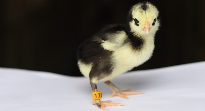 การทำประวัติไก่เกิดใหม่