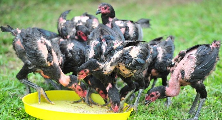 Raising chickens aged 3-7 months