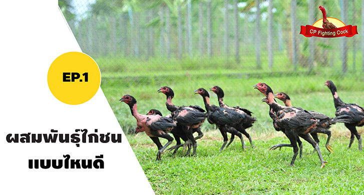 EP.1 ผสมพันธุ์ไก่ชนแบบไหนดี