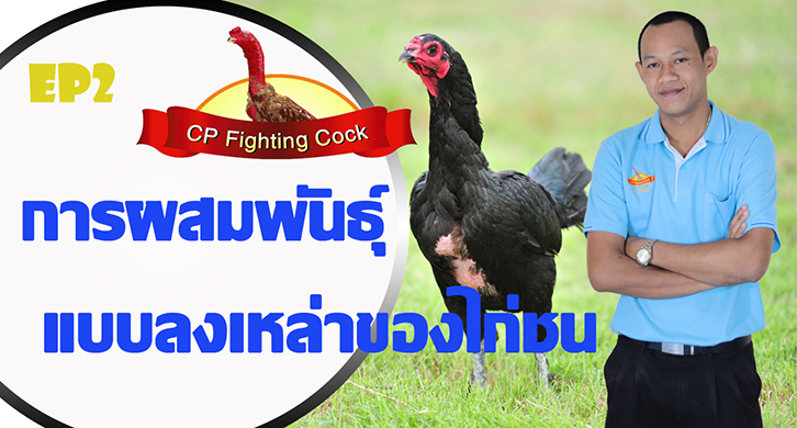 Ep.2 การผสมพันธุ์แบบลงเหล่า(เลือดชิด)ของไก่ชน